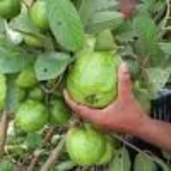 Natural Guava Plant
